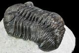 Bargain, Pedinopariops Trilobite - Mrakib, Morocco #110666-4
